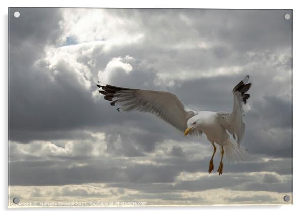 Landing Seagull Acrylic by Marketa Zvelebil