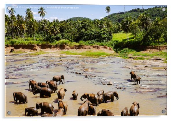 Elephants Sri Lanka Acrylic by Hiran Perera