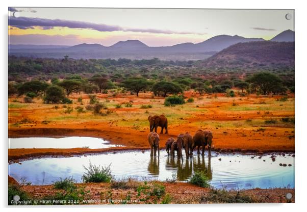 Elephants at the Waterhole, Kenya Acrylic by Hiran Perera