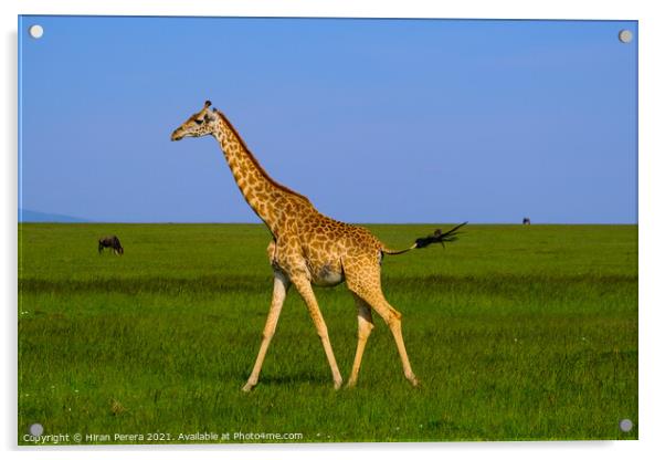 Giraffe Masai Mara Kenya Africa Acrylic by Hiran Perera