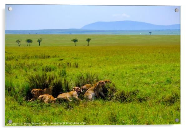 Lions Relaxing After a Kill, Masai Mara, Kenya Acrylic by Hiran Perera