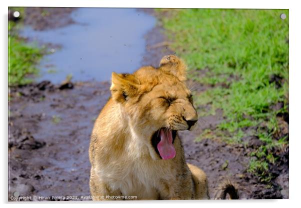 Lion Cub Yawning Acrylic by Hiran Perera