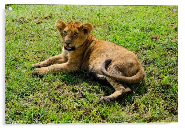 A Lion Cub lying in the grass, Masai Mara, Kenya Acrylic by Hiran Perera