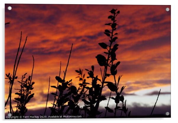 Fiery sky silhouette  Acrylic by Terri Mackay