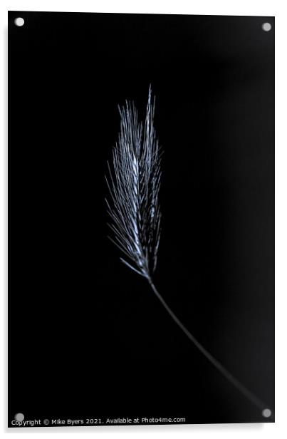 "Glimmering Grain: A Singular Barley Stalk" Acrylic by Mike Byers