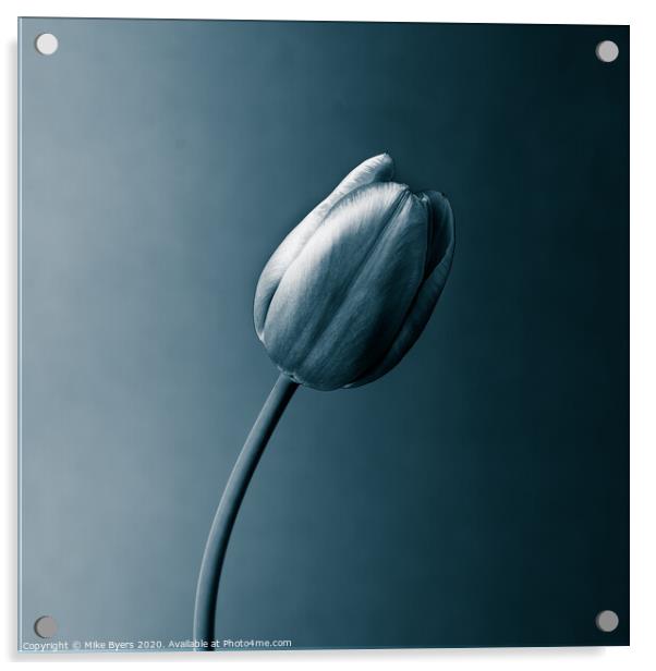 A Monochromatic Tulip's Elegance Acrylic by Mike Byers