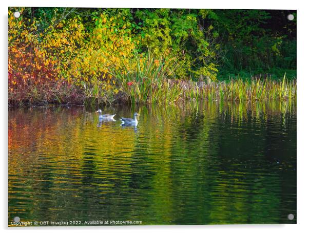 Greylag Geese Autumn Reflection Lake Acrylic by OBT imaging