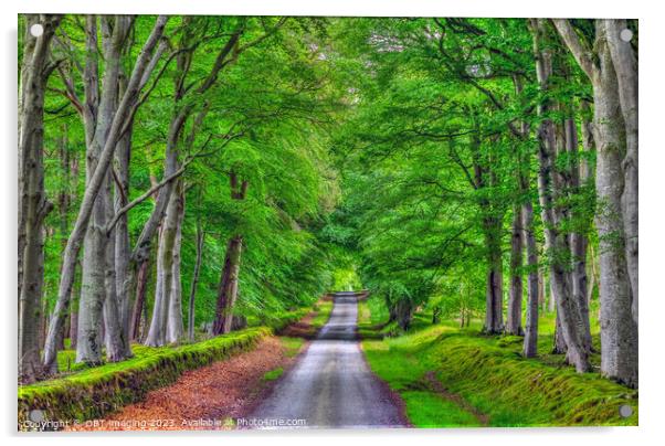Beech Tree Avenue Green Aisle Country Road  Acrylic by OBT imaging