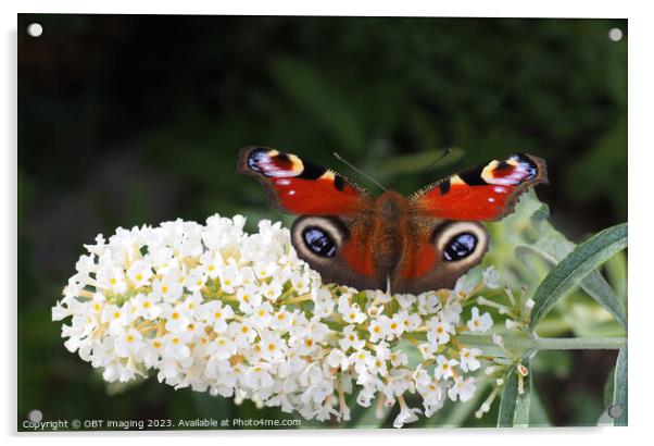 Peacock Butterfly & White Buddleia Acrylic by OBT imaging