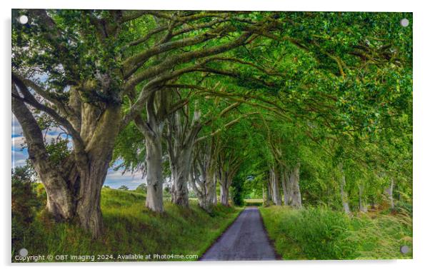 Beech Tree Avenue Nature Arcade Acrylic by OBT imaging