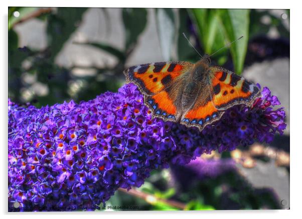 Tortoise Shell Butterfly on Buddleia Scotland Acrylic by OBT imaging
