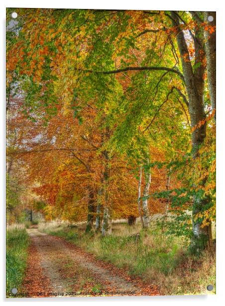 Birch and Beech Tree Track Speyside Scotland Acrylic by OBT imaging