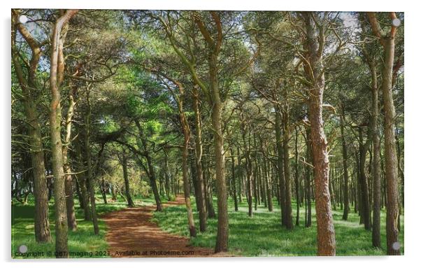 Enchanting Pine Forest Trail Acrylic by OBT imaging