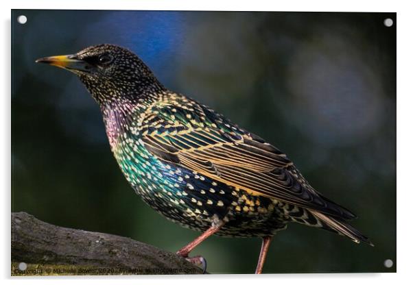 Beautiful Starling Acrylic by Michelle Bowler