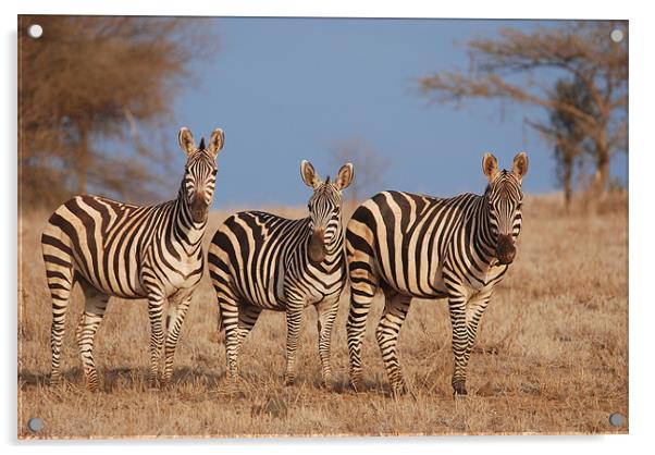 Zebras Acrylic by Tony Hadfield