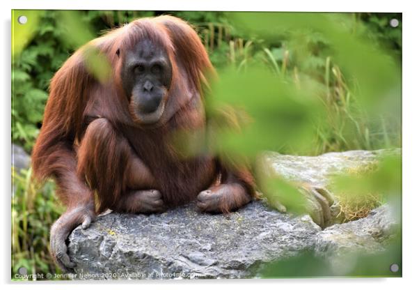 An Orangutan Acrylic by Jennifer Nelson