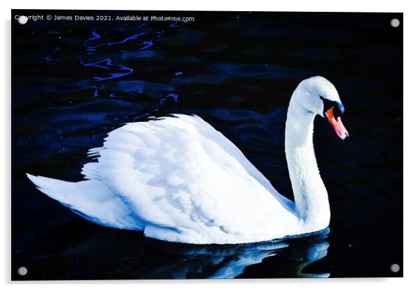 Graceful Swan Acrylic by James Davies