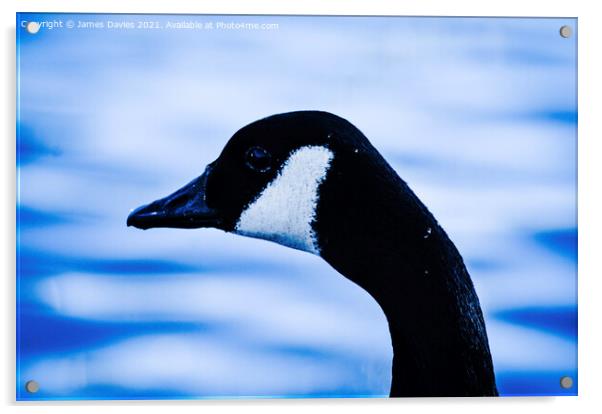 Canadian Goose Acrylic by James Davies