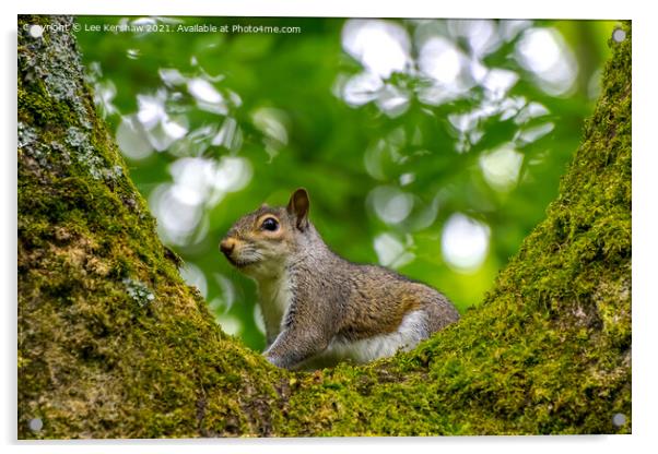 Squirrel in a Tree Acrylic by Lee Kershaw