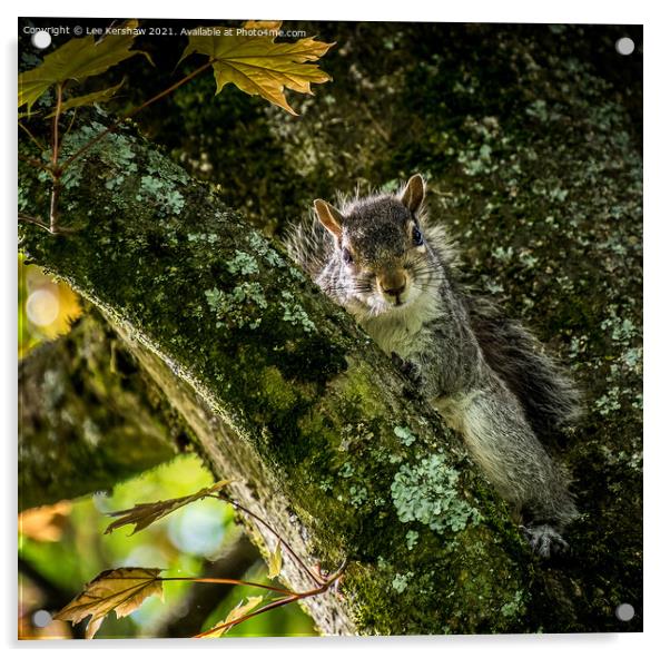 Nosey Squirrel Acrylic by Lee Kershaw