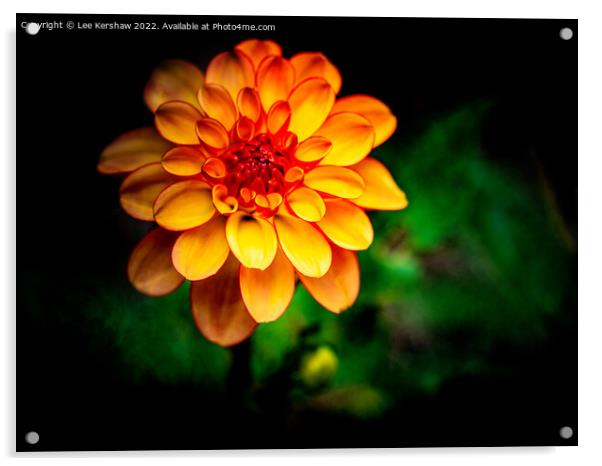 Radiant Sunburst Dahlia Acrylic by Lee Kershaw