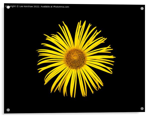 "Radiant Sunflower: A Captivating Floral Delight" Acrylic by Lee Kershaw