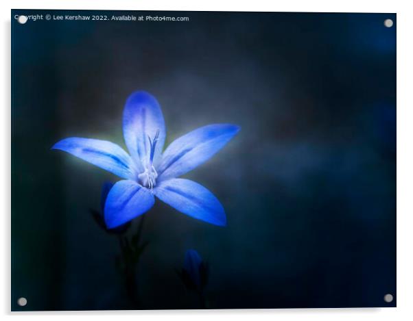 Serene Beauty Illuminated by Blue Aphyllanthes Acrylic by Lee Kershaw