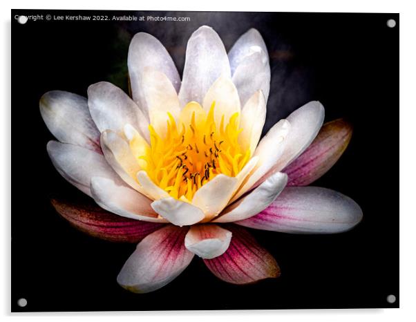 Serene Beauty: A Floating Water Lily Acrylic by Lee Kershaw