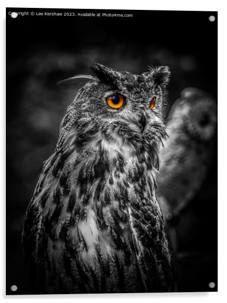 Captivating Gaze at Ebbw Vale Owl Sanctuary Acrylic by Lee Kershaw