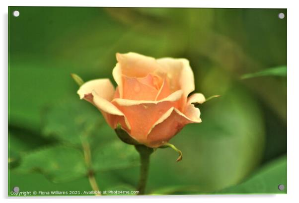 Peach Rose Acrylic by Fiona Williams