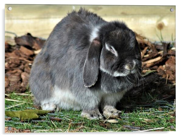 Dwarf Lop Eared Rabbit Acrylic by Fiona Williams