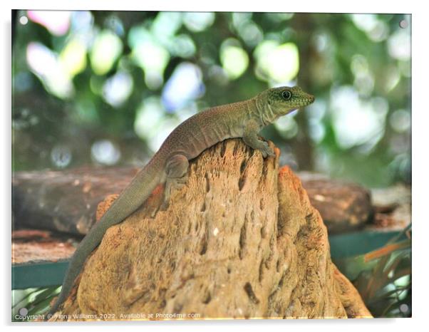 Gekko on a rock Acrylic by Fiona Williams