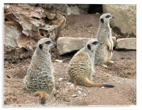 Meerkat Family Acrylic by Fiona Williams