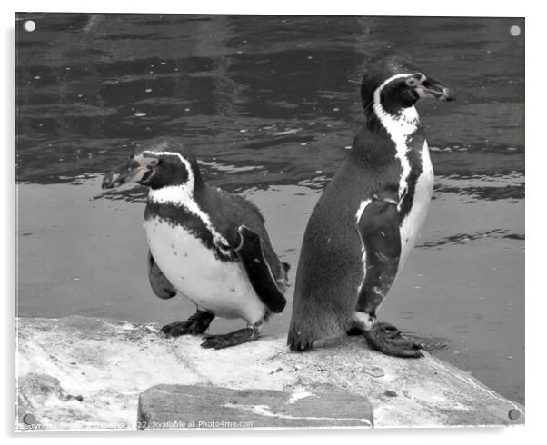 Two penguins in black and white Acrylic by Fiona Williams