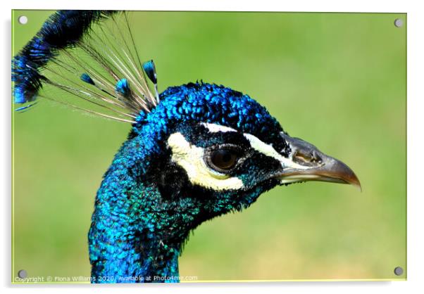 Beautiful peacock head side on at Samye Lings Acrylic by Fiona Williams