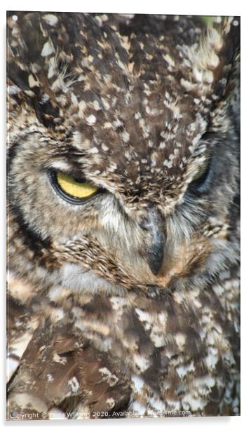 European Eagle Owl up close Acrylic by Fiona Williams