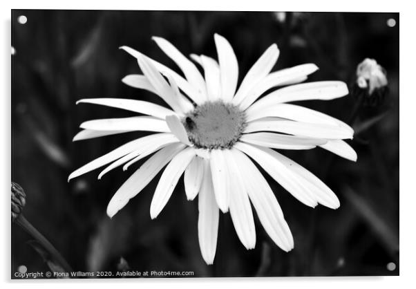 Black and White Daisy Acrylic by Fiona Williams