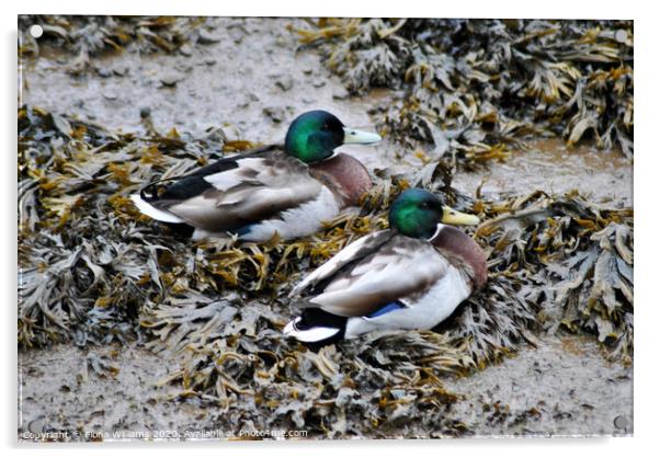 Two Mallard Ducks on some seaweed Acrylic by Fiona Williams