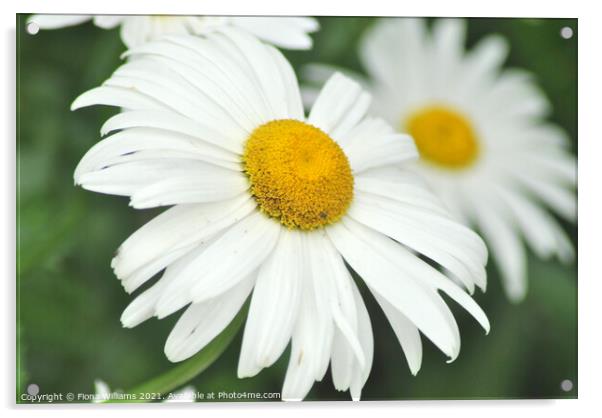 Macro Daisies Acrylic by Fiona Williams