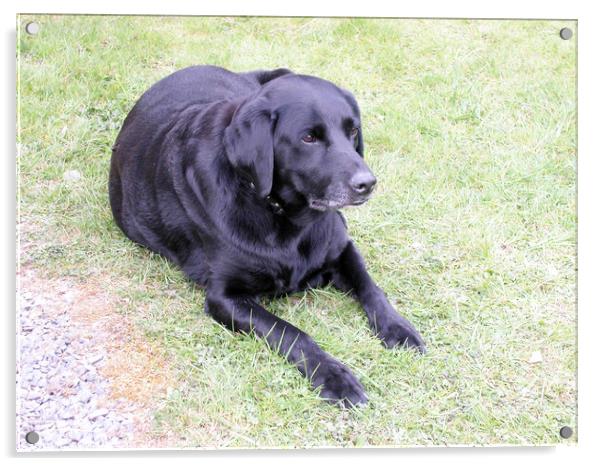 Black Labrador on the grass Acrylic by Fiona Williams