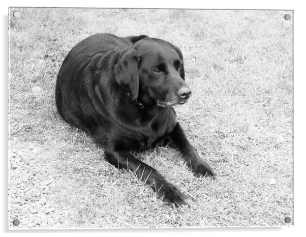 Black Labrador on the grass in Black and white Acrylic by Fiona Williams