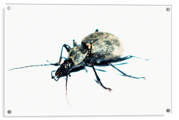 Beetle Acrylic by Fiona Williams