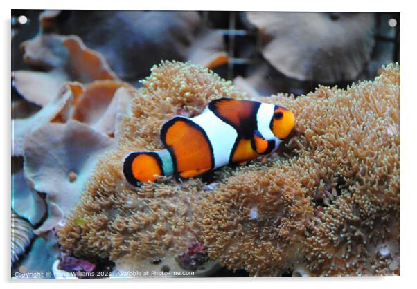 Nemo Clown Fish on his anemone Acrylic by Fiona Williams