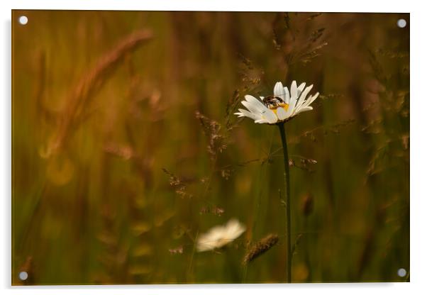 The wasp and the flower in an English meadow Acrylic by Andy Dow