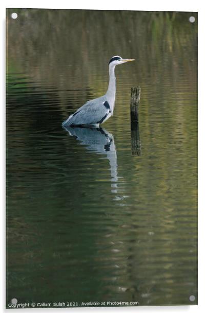 The Tranquil Heron Acrylic by Callum Sulsh