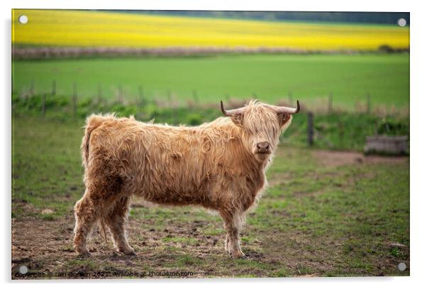 Scottish Highland Cow Acrylic by Iain Gordon
