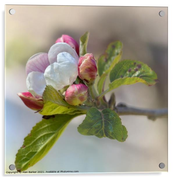 Apple Blossom Acrylic by Alan Barker