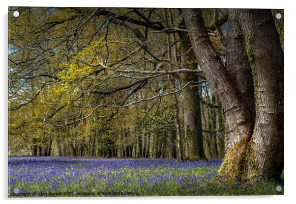 Enys Bluebells Acrylic by Alan Barker