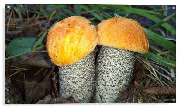 Two small mushroom orange - cap boletus with an orange hat Acrylic by Karina Osipova