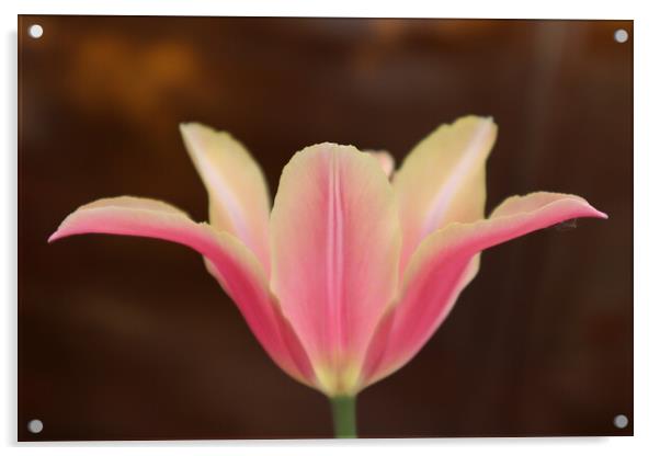 Beautiful pink Tulip flower on brown background Acrylic by Karina Osipova